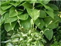 mala hosta